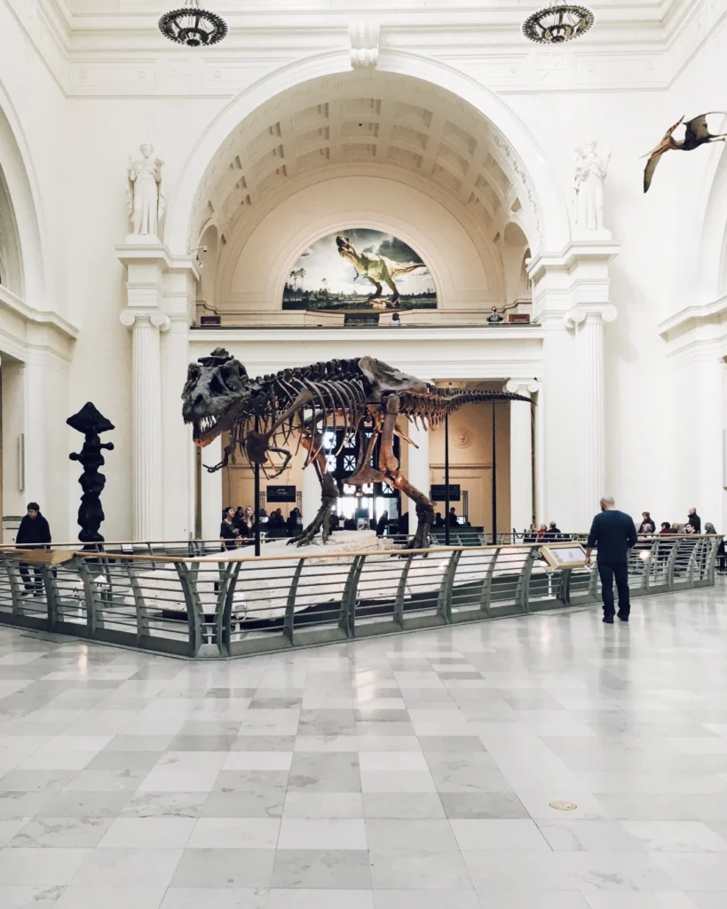 dinosaur skeleton at a museum